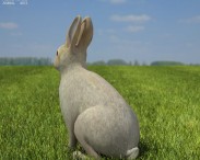 Common Rabbit 3d model