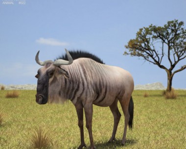 Wildebeest