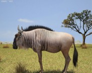 Wildebeest 3d model