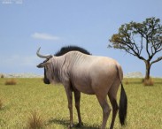 Wildebeest 3d model