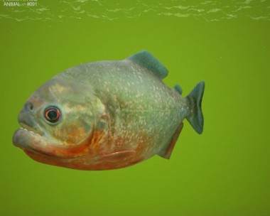 Red-Bellied Piranha 3D Model