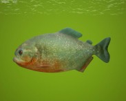 Red-Bellied Piranha 3d model