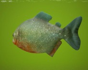 Red-Bellied Piranha 3d model