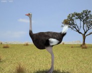 Ostrich 3d model