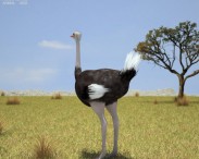 Ostrich 3d model