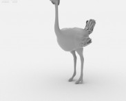 Ostrich 3d model