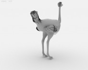 Ostrich 3d model