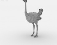 Ostrich 3d model