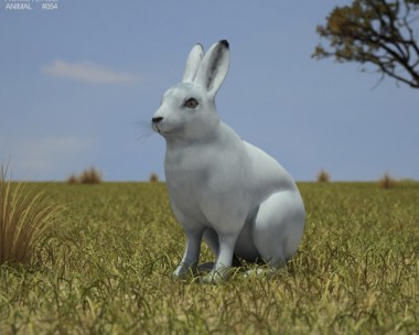 Arctic Hare 3D Model