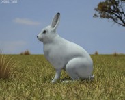 Arctic Hare 3d model