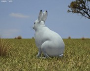 Arctic Hare 3d model