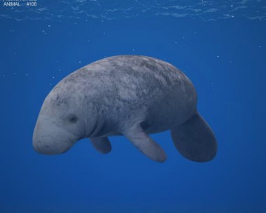 West Indian Manatee 3D Model