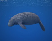 West Indian Manatee 3d model