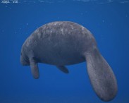 West Indian Manatee 3d model