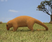 Silky Anteater 3d model