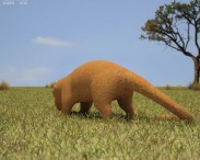 Silky Anteater 3d model