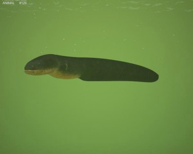 Electric Eel 3D Model