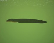 Electric Eel 3d model