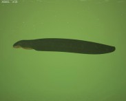 Electric Eel 3d model