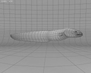 Electric Eel 3d model