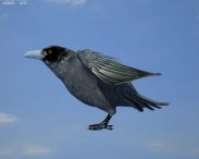 Common Raven 3d model