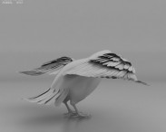 Common Raven 3d model