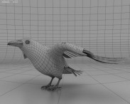 Common Raven 3d model