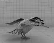 Common Raven 3d model