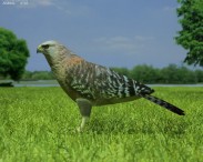 Red-Shouldered Hawk 3d model