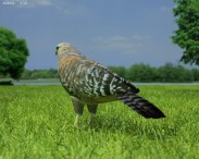 Red-Shouldered Hawk 3d model