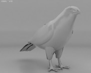 Red-Shouldered Hawk 3d model