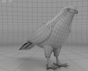 Red-Shouldered Hawk 3d model