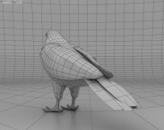 Red-Shouldered Hawk 3d model