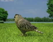 Eurasian Eagle-Owl 3d model