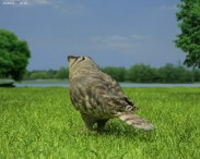 Eurasian Eagle-Owl 3d model