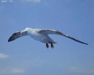 Southern Giant Petrel