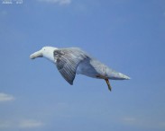 Southern Giant Petrel 3d model