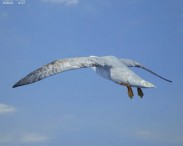 Southern Giant Petrel 3d model