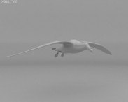 Southern Giant Petrel 3d model