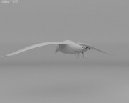 Southern Giant Petrel 3d model