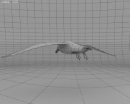 Southern Giant Petrel 3d model