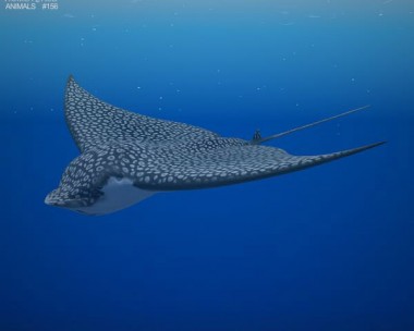 Spotted Eagle Ray