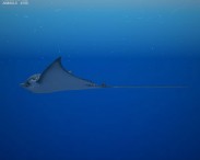 Spotted Eagle Ray 3d model