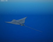 Spotted Eagle Ray 3d model