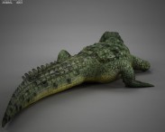 Common Crocodile HD 3d model