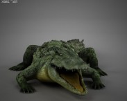 Common Crocodile HD 3d model