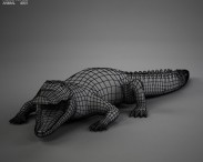 Common Crocodile HD 3d model