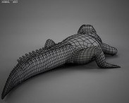 Common Crocodile HD 3d model