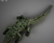 Common Crocodile HD 3d model