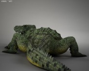 Common Crocodile HD 3d model